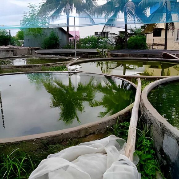 steptodown.com599305