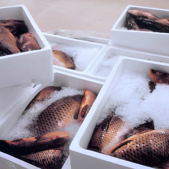 steptodown.com706924