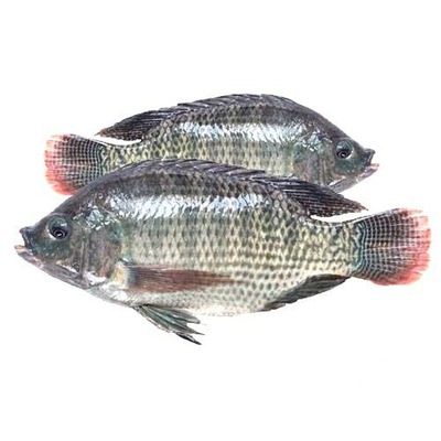 Tilapia-Main