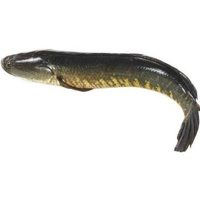 murrel-korameenu-fish